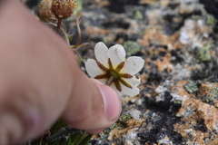 Dryas hookeriana