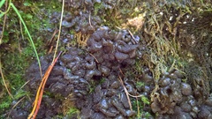 Lathagrium auriforme