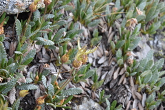 Dryas hookeriana