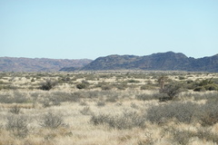 Aloidendron dichotomum