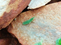 Atractomorpha lata