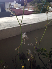 Sonchus oleraceus