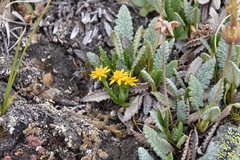 Solidago multiradiata