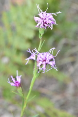 Liatris cylindracea