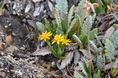 Solidago multiradiata