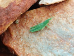 Atractomorpha lata