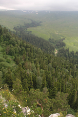 Abies nordmanniana