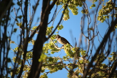 Zonotrichia capensis