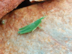 Atractomorpha lata