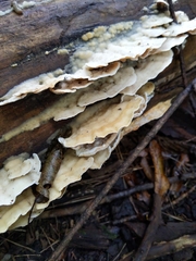 Gloeoporus dichrous