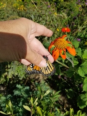Danaus plexippus