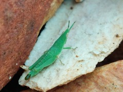 Atractomorpha lata