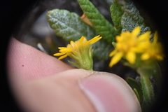 Solidago multiradiata