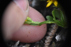 Solidago multiradiata