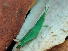 Atractomorpha lata