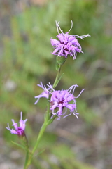 Liatris cylindracea