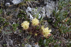 Castilleja occidentalis