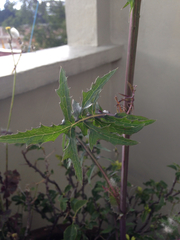 Sonchus oleraceus