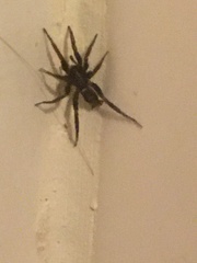 Herpyllus ecclesiasticus