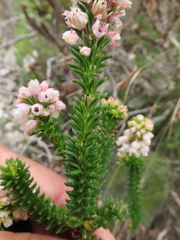 Erica quadrangularis