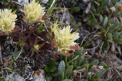 Castilleja occidentalis