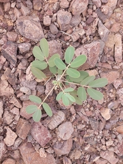 Senna covesii