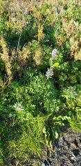 Lupinus nootkatensis
