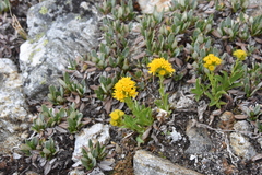 Solidago multiradiata