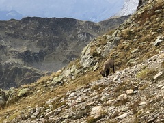 Capra ibex