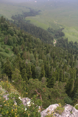 Abies nordmanniana