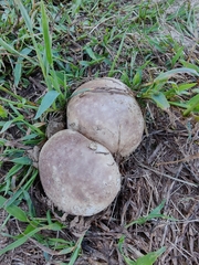 Calvatia cyathiformis