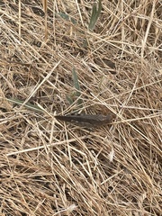 Oedipodinae