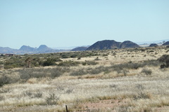 Aloidendron dichotomum