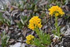 Solidago multiradiata