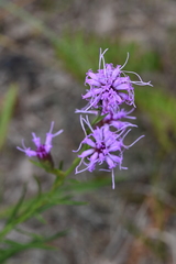 Liatris cylindracea