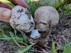 Calvatia cyathiformis