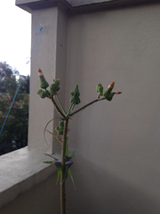 Sonchus oleraceus