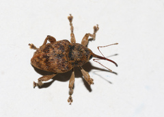 Curculio venosus