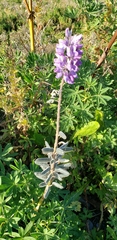 Lupinus nootkatensis