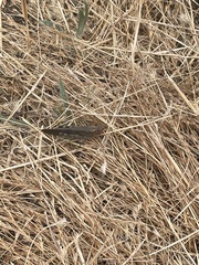 Oedipodinae