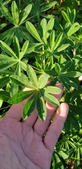 Lupinus nootkatensis