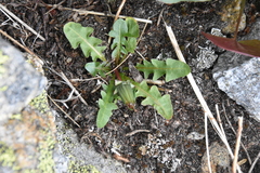 Taraxacum ceratophorum