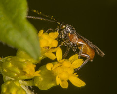Agathidinae