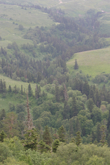 Abies nordmanniana