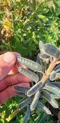 Lupinus nootkatensis