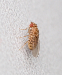 Drosophila repleta