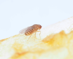 Drosophila repleta