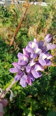 Lupinus nootkatensis