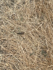 Oedipodinae