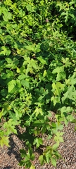 Vitis vinifera